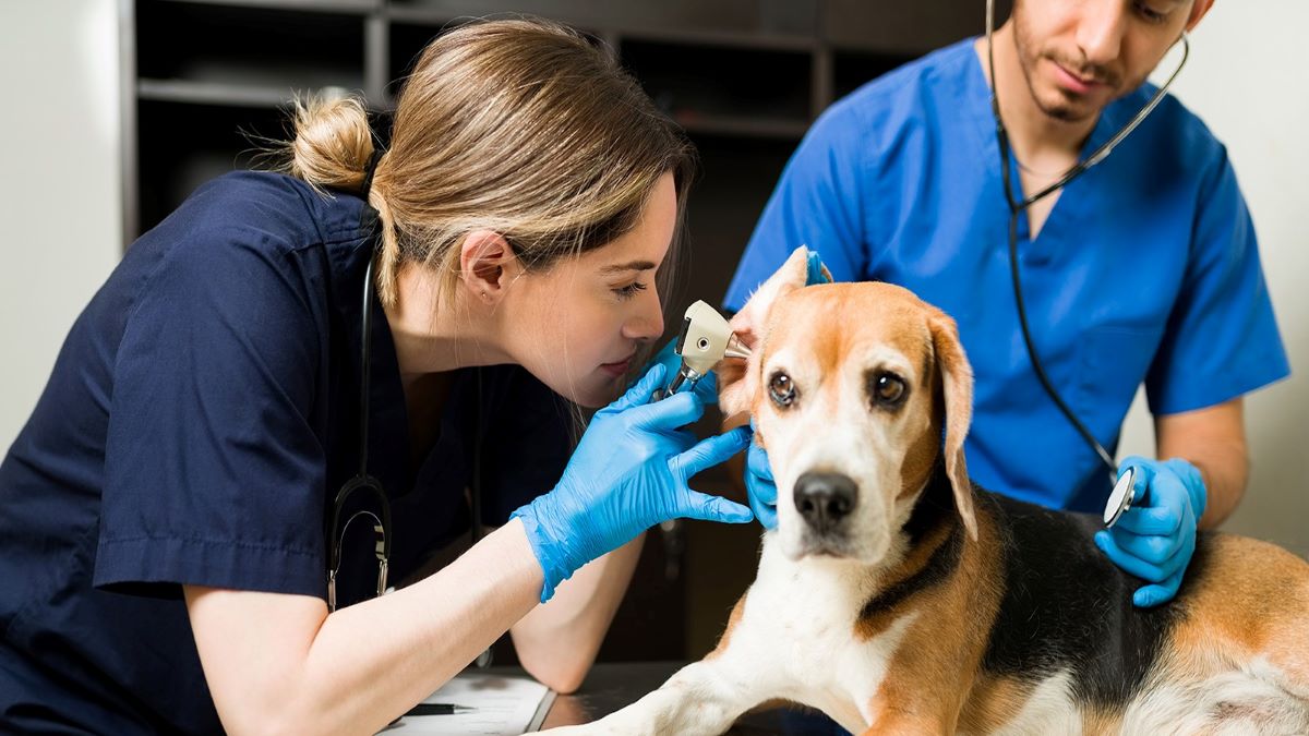 Voici comment savoir si votre chien souffre d'une otite, les causes et traitements possibles