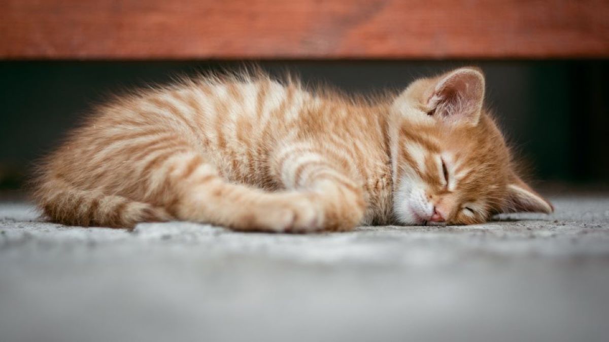 Comment un chat choisit-il avec qui il veut dormir ? Voici les 5 causes