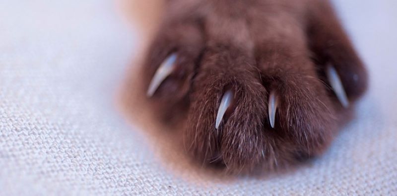 Couper les griffes d'un chat : la bonne façon de faire