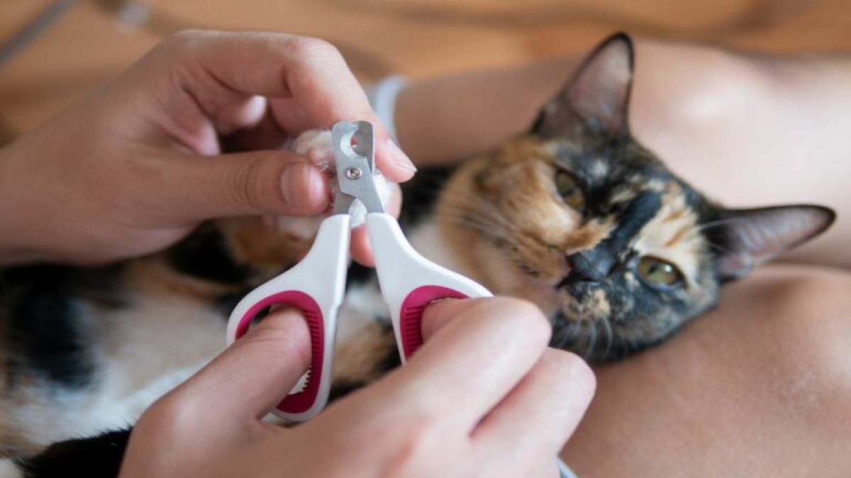 Voici pourquoi il est important de couper les griffes de votre chat