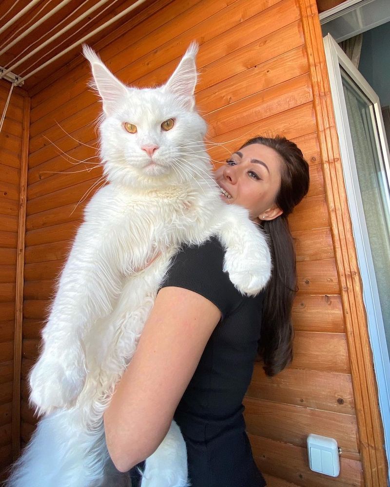 Découvrez Kéfir, "le plus gros chat du monde" devenu viral sur les réseaux