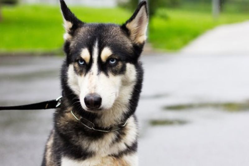 Les chiens savent reconnaître les personnes méchantes selon des études