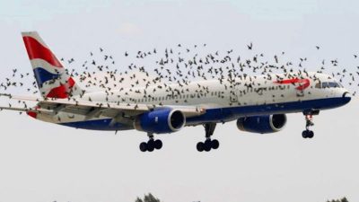 Des centaines d’oiseaux attaquent un avion, le pilote choqué quand il comprend la raison