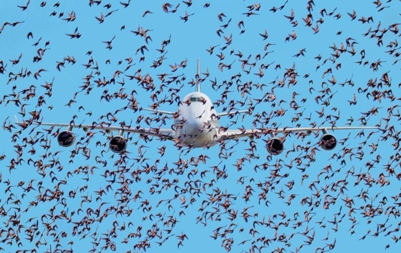 Des centaines d’oiseaux attaquent un avion, le pilote choqué quand il comprend la raison