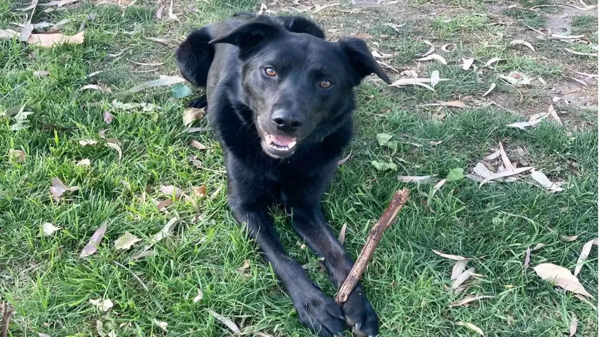 Elle a laissé son chien seul à la maison et à son retour elle a trouvé une note qui l'a choquée