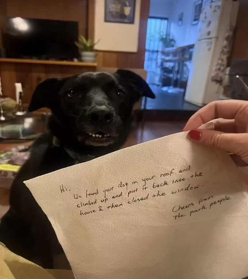 Elle a laissé son chien seul à la maison et à son retour elle a trouvé une note qui l'a choquée