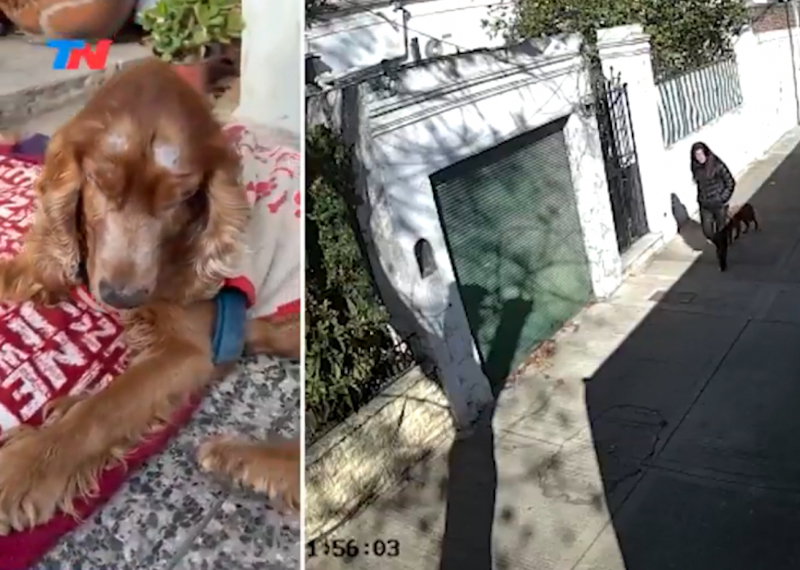 Elle est filmée par une caméra alors qu’elle abandonne son chien aveugle, une vidéo déchirante