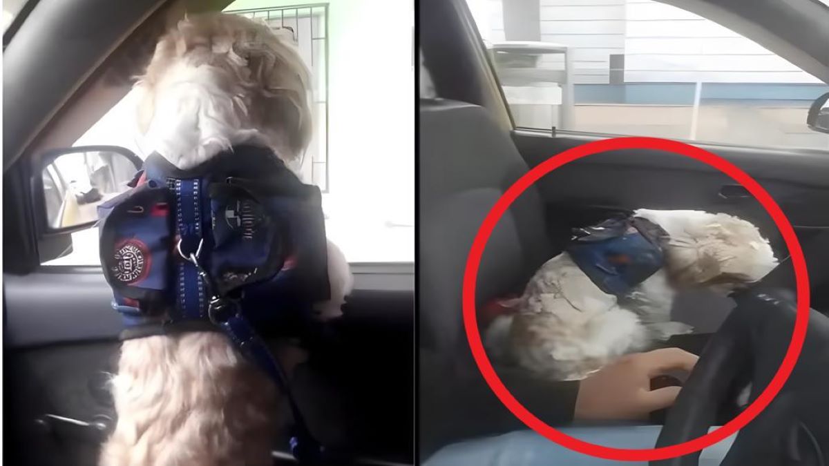 Il monte dans un taxi avec son chien et lui demande de s’arrêter à un retrait d'argent, la suite est déchirante