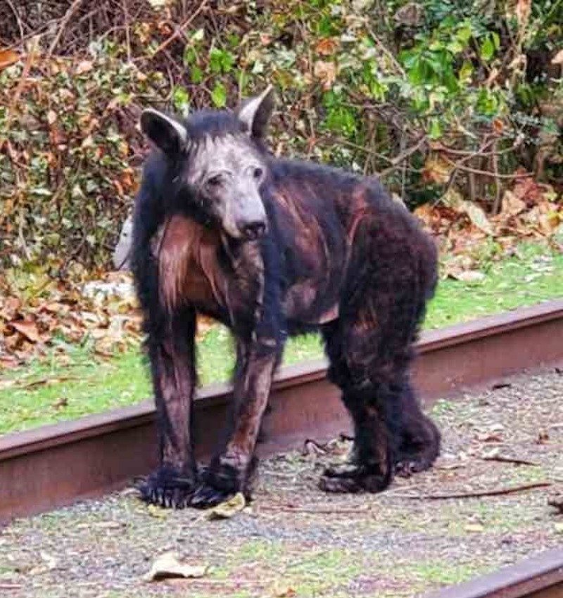 Elle pensait découvrir un chien, mais il s’agissait d’un autre animal