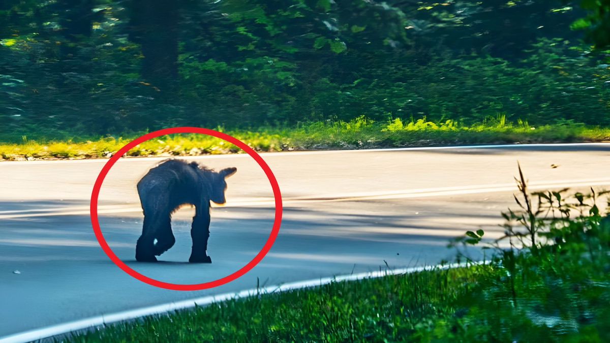 Elle pensait découvrir un chien, mais il s’agissait d’un autre animal