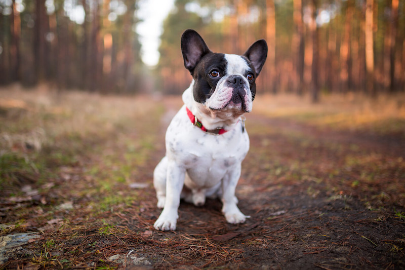  Son chien lui sert à flirter, voici ce qui s'est passé