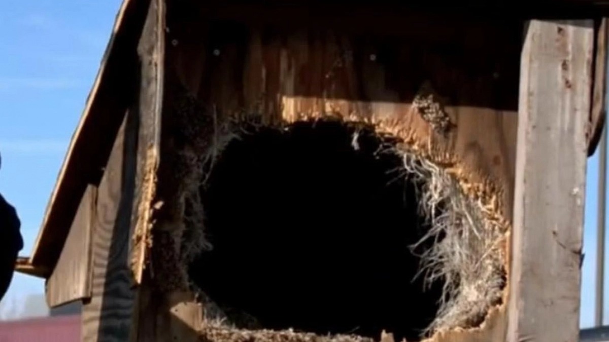 Elle tombe sur une niche en bois scellée près d’une rivière, sa découverte est effroyable !