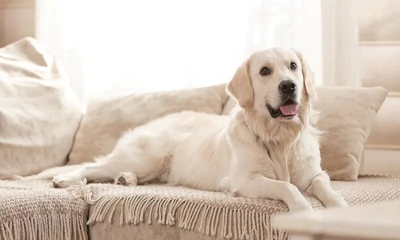 Est-il mauvais de garder un chien à l'intérieur ? La réponse des experts