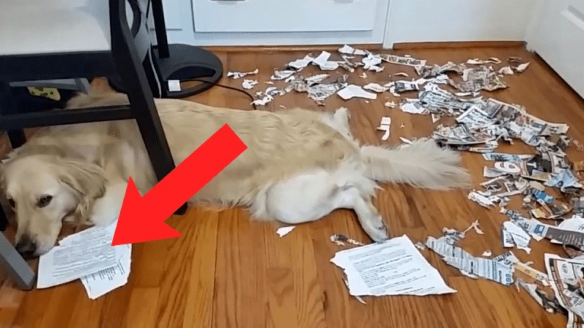 Grâce à son chien, une femme découvre un document secret de son mari