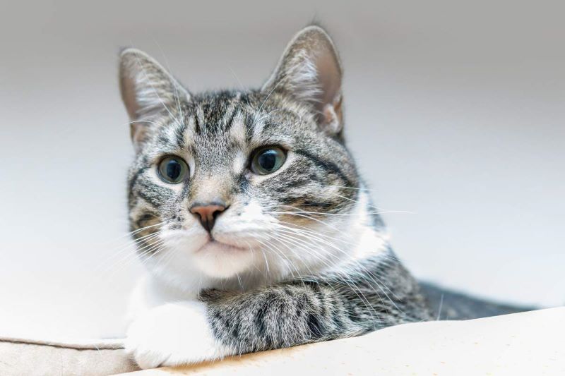 Hormones synthétiques pour chats : que sont-elles, à quoi servent-elles et quand les utiliser
