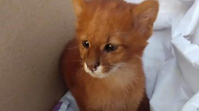 Il a élevé un félin en pensant qu'il s'agissait d'un chat, alors que c'était un autre animal