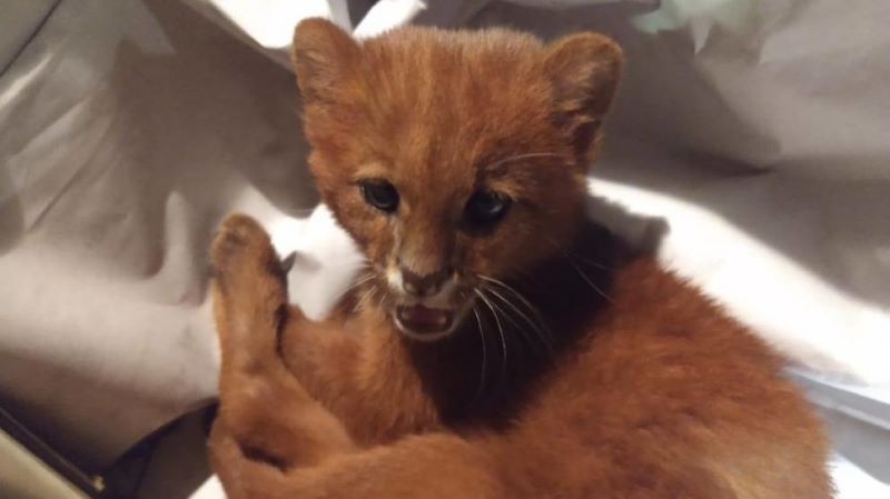 Elle pensait élever un chat, alors que c'était un autre animal