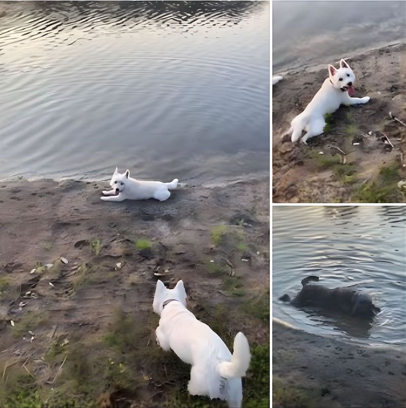Il a emmené ses chiens nager dans un étang et ils sont morts en quelques heures