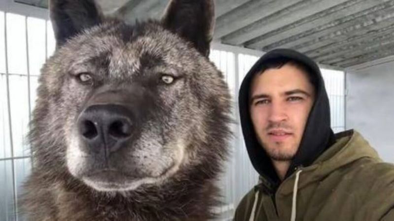 Il a sauvé un loup d'une mort certaine, l'a adopté pour une expérience, et maintenant il ne peut plus s'en passer