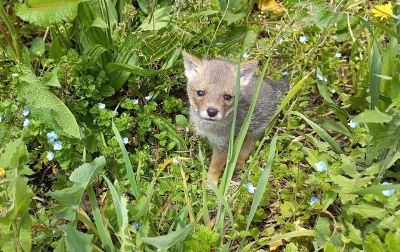 Il achète un chien et découvre le pire lorsque celui-ci commence à grandir