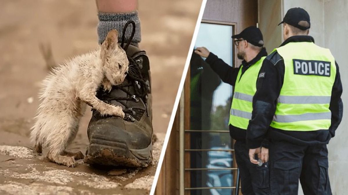 Il embarque un chat errant malgré les recommandations, la police frappe à sa porte