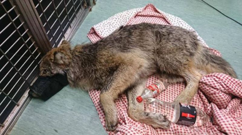 Il pensait sauver un chien de l’eau glaciale, il se trouve face à un loup !