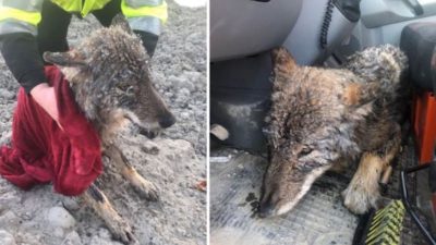 Il pensait sauver un chien de l’eau glaciale, il se trouve face à un loup !