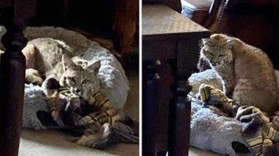 Il rentre chez lui et fait une découverte terrifiante dans le panier de son chien