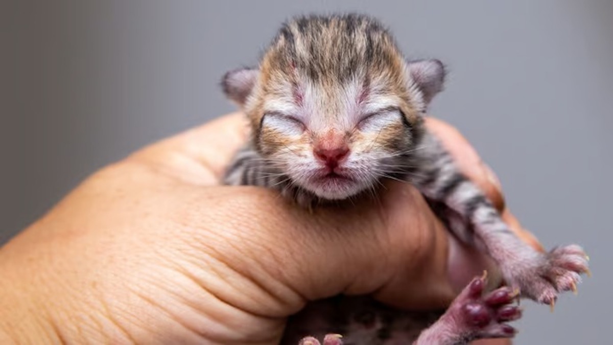 Il trouve un chaton et l’emmène au refuge, les employés sont terrifiés quand ils le voient