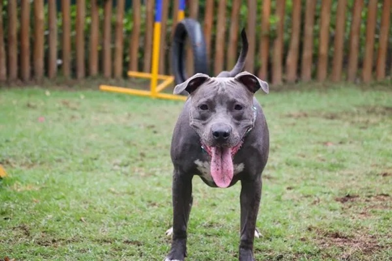 Ils adoptent un chien et l’emmènent chez le vétérinaire, celui-ci appelle la police !