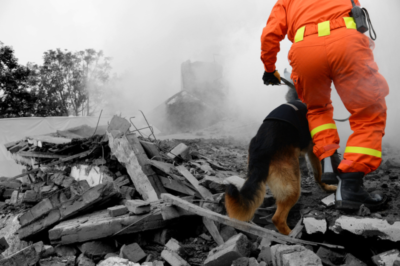 Ils détachent un chien enchaîné mais il refuse de bouger, ils sont sidérés quand ils découvrent pourquoi