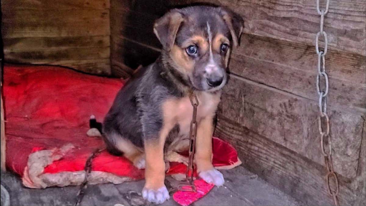 Ils détachent un chien enchaîné mais il refuse de bouger, ils sont sidérés quand ils découvrent pourquoi