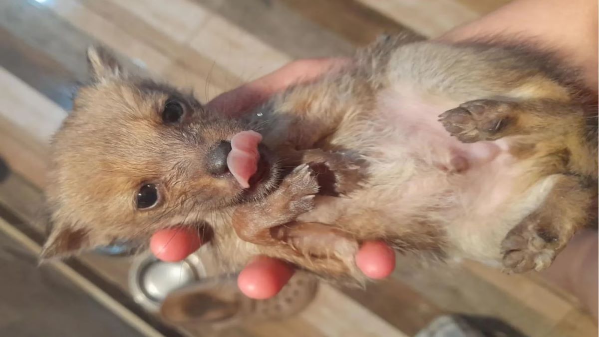 Ils l'ont adopté comme chiot, leur surprise a été immense quand l'animal a commencé à grandir