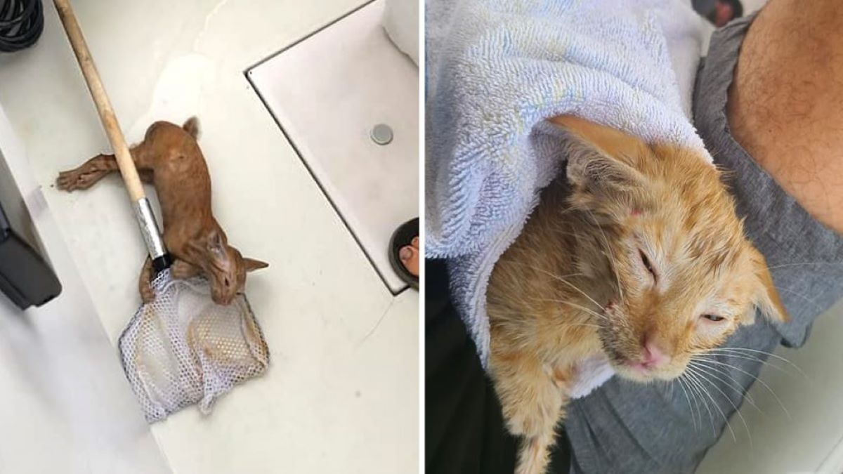 Ce chat "pêché" au milieu de la mer et au bord de la noyade devient le capitaine du navire