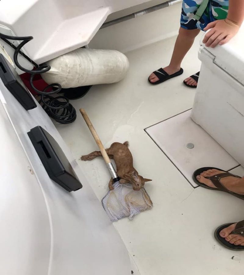 Ce chat sauvé de la noyade est maintenant le capitaine du bateau