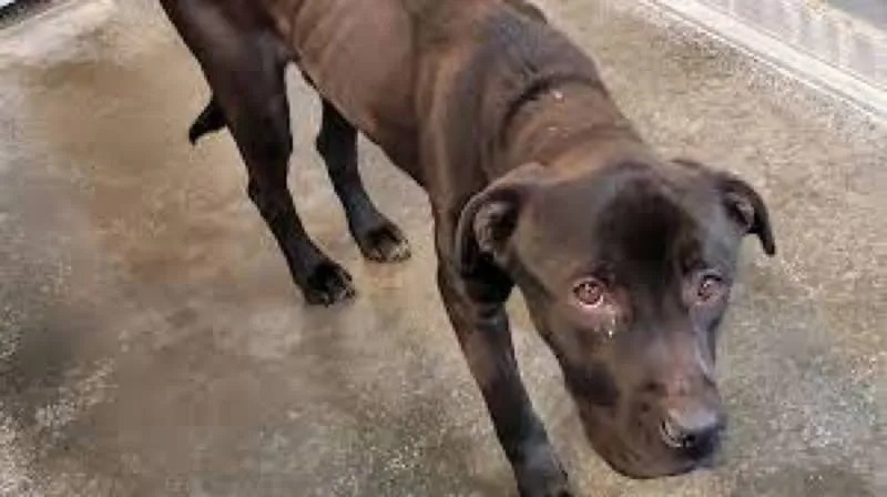 Ils nourrissent un chien errant jusqu’au jour où ils arrivent à lire l’étiquette sur son collier