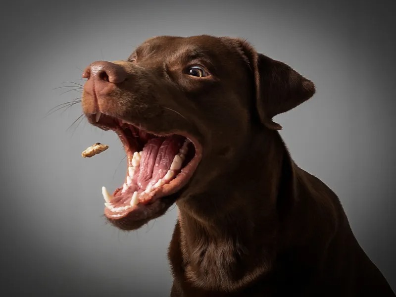 Ils nourrissent un chien errant jusqu’au jour où ils arrivent à lire l’étiquette sur son collier