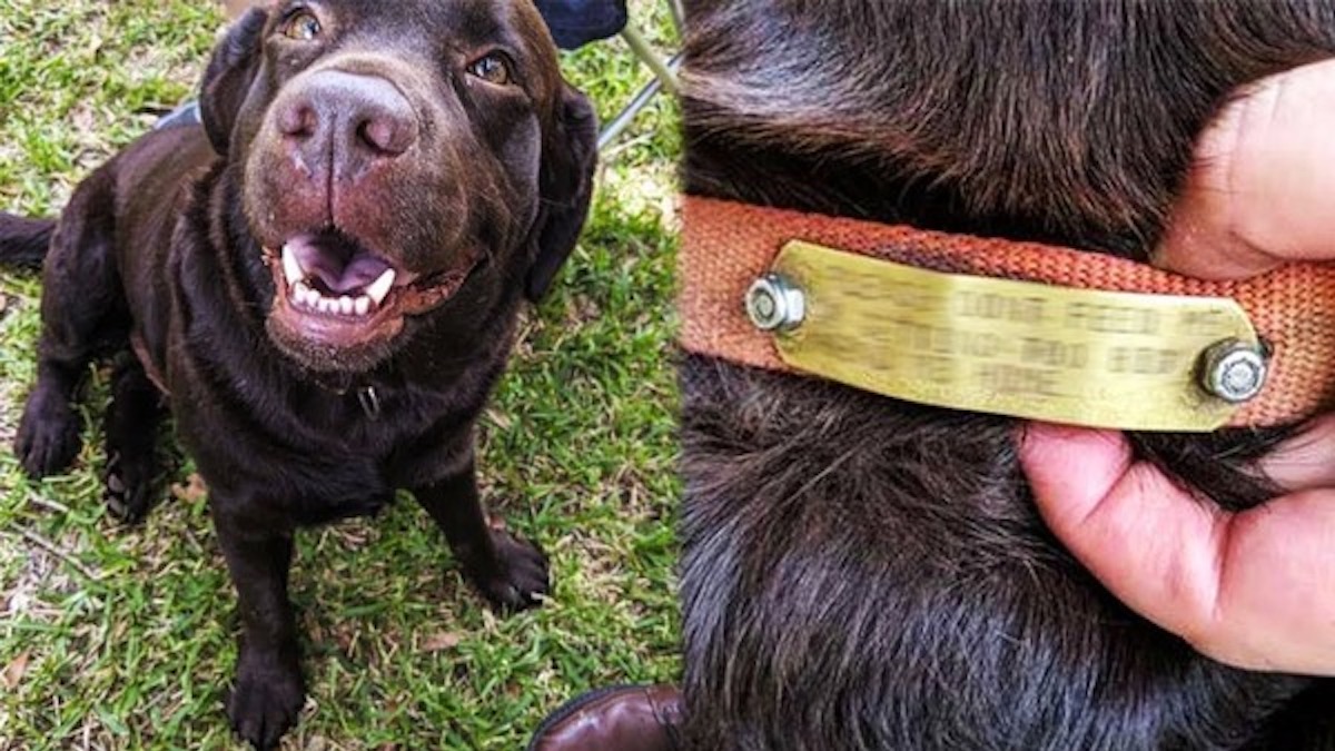 Ils nourrissent un chien errant jusqu’au jour où ils arrivent à lire l’étiquette sur son collier