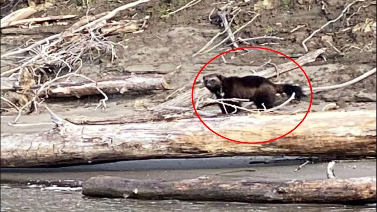 Ils pêchaient dans une rivière et ont vu un animal rare qui les a surpris