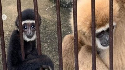 Il a fallu deux ans pour comprendre comment une guenon pouvait avoir un bébé singe alors qu'elle vivait seule.