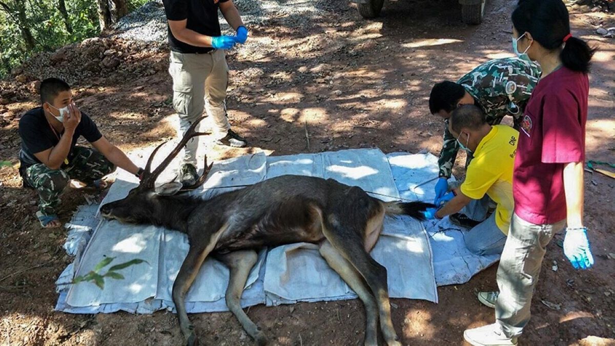 Un cerf trouvé mort dans un parc touristique, tous sont surpris de découvrir la vraie cause
