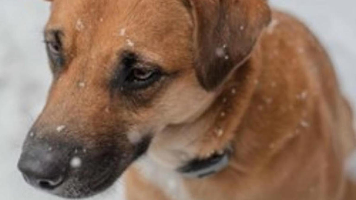 Ils trouvent une chienne et scannent sa puce, ce qu’ils apprennent au téléphone leur glace le sang