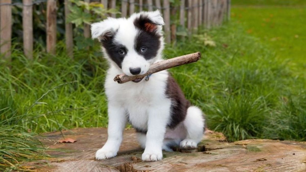 Voici à partir de quand un chiot devient vraiment un chien adulte