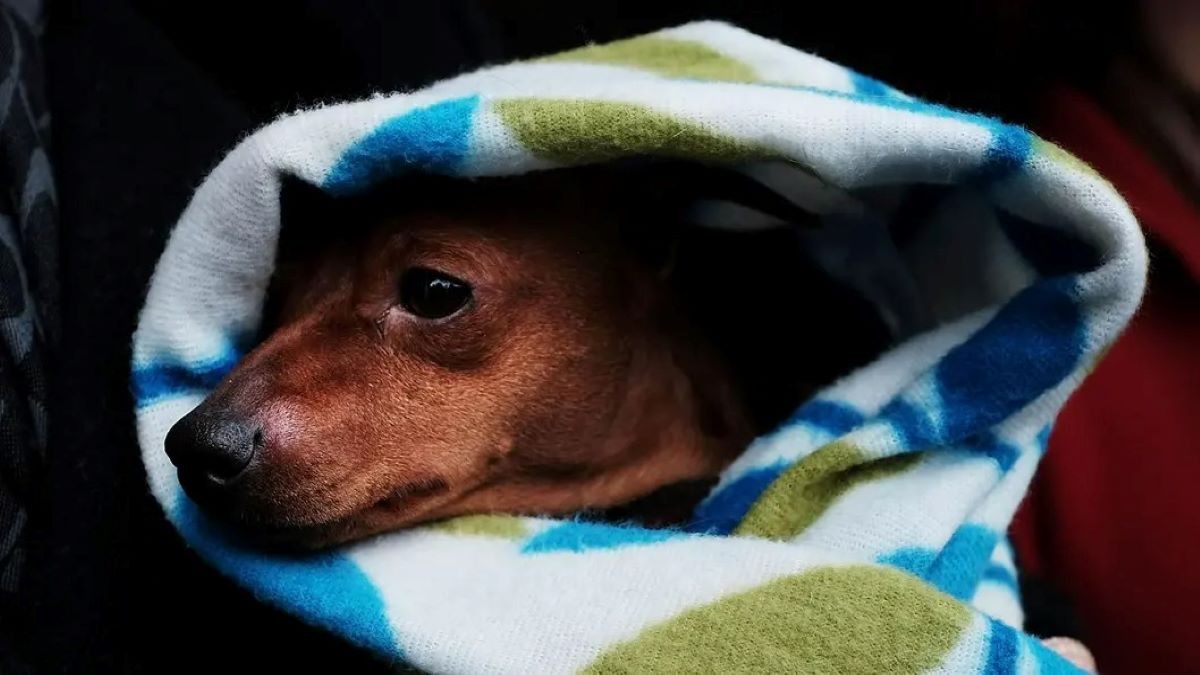 Voici la réaction déchirante d'un chien qui voit son jouet préféré en réparation