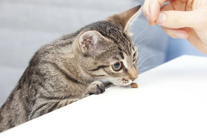 Le chat refuse de quitter l'évier, son propriétaire appelle la police lorsqu'il comprend pourquoi