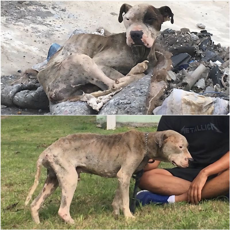 Ce chien abandonné avec la peau sur les os fait une rencontre qui va changer sa vie pour toujours