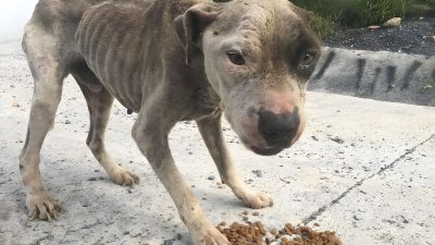 Ce chien abandonné avec la peau sur les os fait une rencontre qui va changer sa vie pour toujours