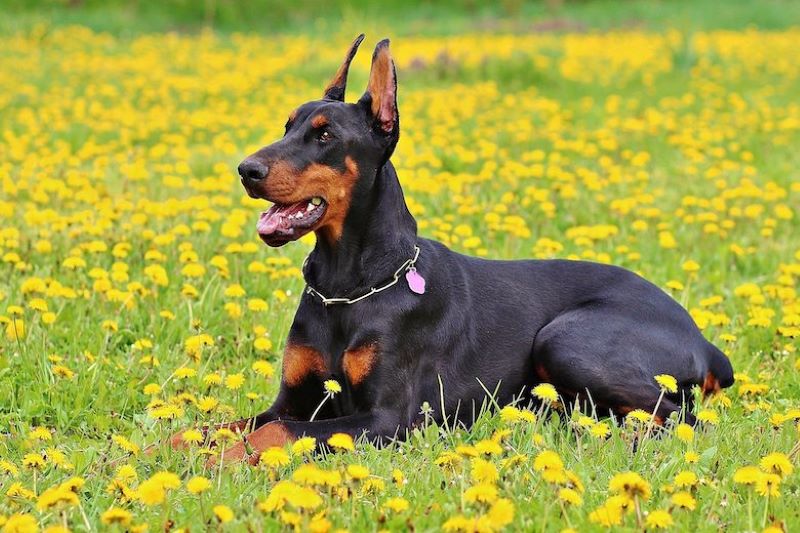 Le chien a pris le bébé par la couche et l'a jeté à travers la cour, puis la mère voit ce à quoi personne ne s'attendait