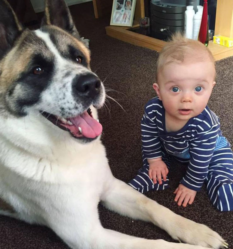 Le chien ne cesse d’aboyer sur le ventre de sa maîtresse enceinte, il va lui sauver la vie !