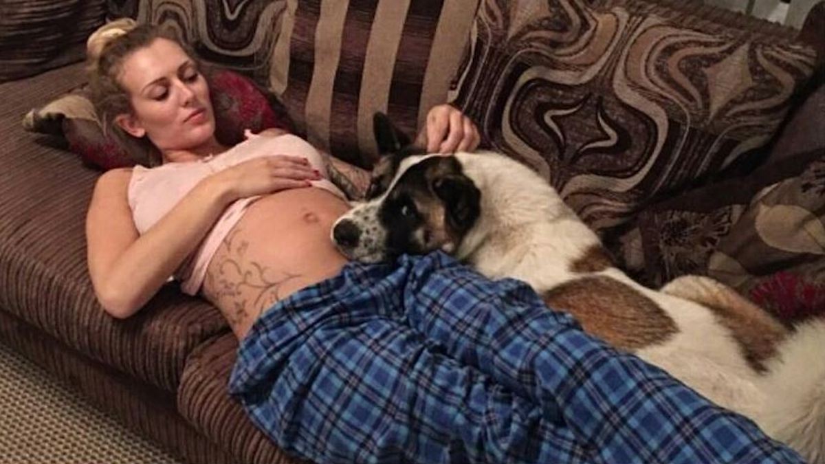 Le chien ne cesse d’aboyer sur le ventre de sa maîtresse enceinte, il va lui sauver la vie !